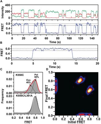 Conformational Dynamics of <mark class="highlighted">DNA Polymerases</mark> Revealed at the Single-Molecule Level